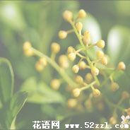 海曙米兰花的花语