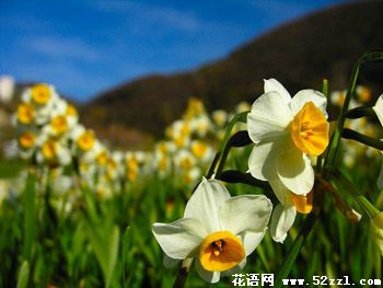 海曙山水仙的花语