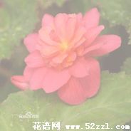 海曙待宵花的花语