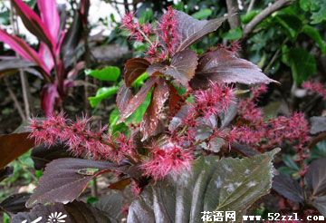 海曙红桑花（铁苋菜）的花语