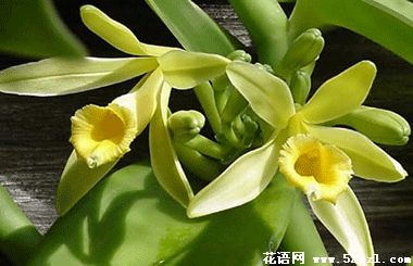 海曙香子兰（香荚兰）的花语