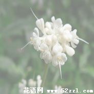 海曙杜若花的花语