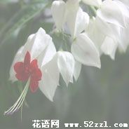 海曙龙吐珠的花语