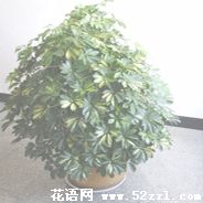 海曙鹅掌柴的花语