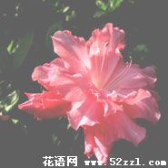 海曙杜鹃花的花语