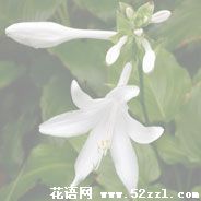 海曙晚香玉（夜来香）的花语