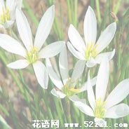 海曙葱兰的花语