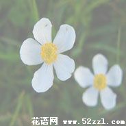 海曙银莲花的花语