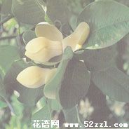 海曙优昙花（山玉兰）的花语